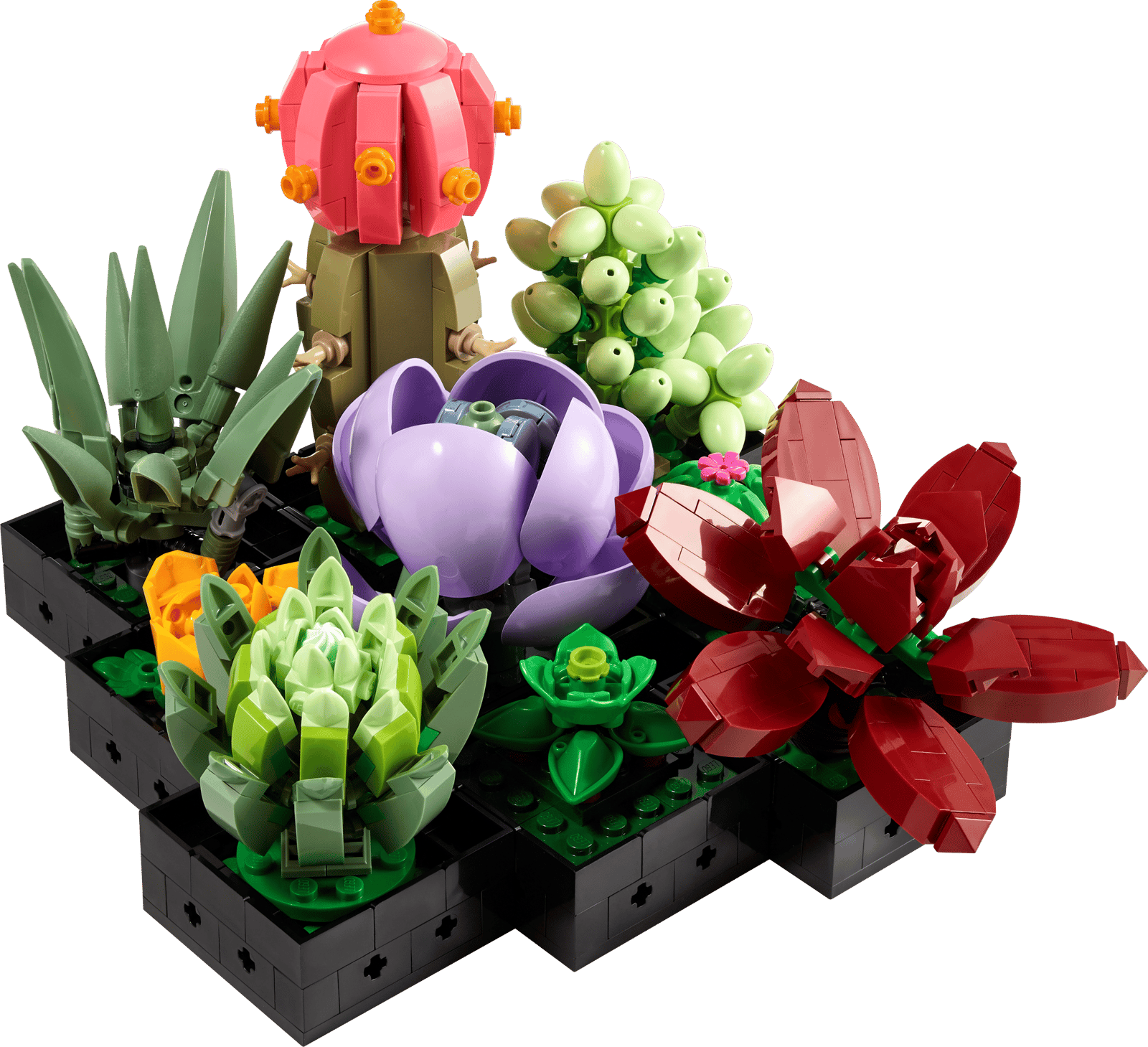 Succulents (10309)